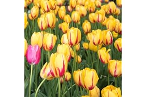 BRKENT Bulbi Tulipani Di Fiori Perenni Rustici Tulipani Esotici Fiori Decorazione Ornamentali Bulbi Piante Da Balcone Fioriere Da Giardino Mazzo Di Fiori Da Giardino 5 Bulbi Di Tulipano Rosso Giallo