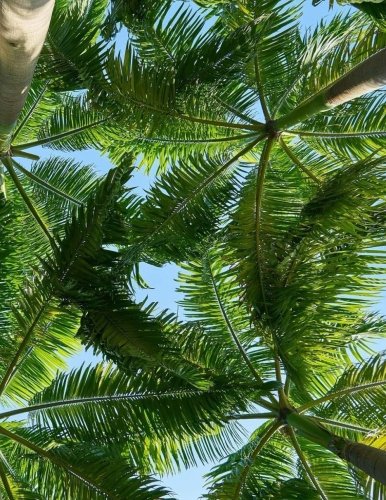 Preisvergleich Produktbild Palm Trees