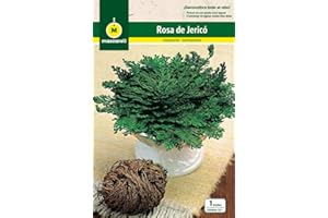 M MASCARELL SEMILLAS DESDE 1920 Mascarell Semillas, ROSA DE JERICO, Semillas Bulbosas, Bulbos de Flores Otoño Fácil de Cultivar, Bolsa 1 Bulbo
