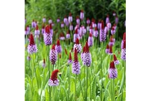 WASSERPFLANZEN WOLFF - Primula vialii - Orchideenprimel, rot-violett - Besonderheit! - 2er-Set - QUALITÄTSSTAUDEN