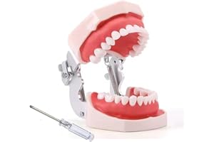 ZITREOXN - Modelo de dientes dentales de tipodonto, completamente desmontables, modelo de 28 dientes, adecuado para enseñar, practicar y estudiar, viene con un pequeño destornillador