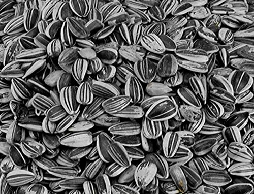 Vadigran Petites Graines de Tournesol Striées 12 Kg