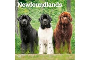 Newfoundlands – Neufundländer 2026 – 16-Monatskalender: Original BrownTrout-Kalender [Mehrsprachig] [Kalender] (Wall-Kalender)