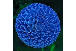 FLOWER FIELD STORY 3Pezzi Bulbi blu unici della dalia della palla di fuoco Bellissimi bulbi da fiore Pianta perenne Tuberi della dalia