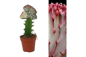 Carbeth Plants - 1 x Euphorbia lactea Cristata Real Coral Cactus in 10cm Pot - Colourful Unique Large Cacti Houseplant - Tall Live Indoor Succulent Ideal for Home and Office