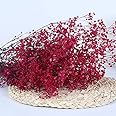 YIWOYI Natural Dry Flower Gypsophila Fresh Dried Preserved Flowers Gypsophila Paniculata Breath Flower Bouquets For Wedding Party Home Dekoration (rose Red,40-55cm80g)