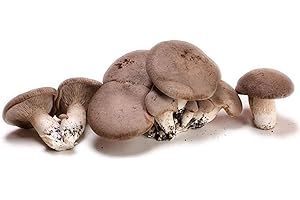 LoviStore Balletta Funghi Cardoncelli Pleurotus Eryngii Ideale per la Coltivazione, Produzione Fungo Cardoncello Murgiano Puglia Ceppo 3065 Produttività Eccellente Substrato Alta Qualità (4)