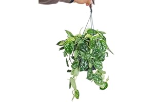 Exotenherz Exotic Indoor Plants in Hanging Baskets