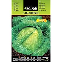 Graines De Chou Chinois Pet-Sai - Légume Feuille Vert Précoce - Semis été Pour Récolte Automne