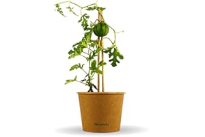 Bloomify® Mini Wassermelonen Pflanze "Werner" | 20-30 cm große ertragreiche Mini Wassermelone | extra süße, saftige und kernarme Melonen Früchte | für Topf, Kübel und Garten