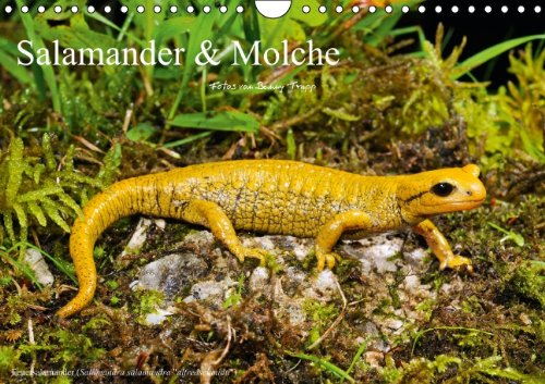 Download Salamander & Molche (Wandkalender 2014 DIN A4 quer): Tierkalender, Salamander, Kalender, Molche, Molch, Amphibien, Amphibienlalender (Monatskalender, 14 Seiten) Download Salamander & Molche (Wandkalender 2014 DIN A4 quer): Tierkalender, Salamander, Kalender, Molche, Molch, Amphibien, Amphibienlalender (Monatskalender, 14 Seiten)