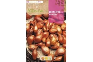 Bulbo de cebolla para plantar variedad "chalote " 350gr - Rocalba