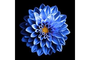 FStening 2 Pezzi Blu Dalia Bulbi Fiori Naturali Facile Da Piantare Cimelio Da Esterno La Forte Adattabilità Ha Un Valore Ornamentale