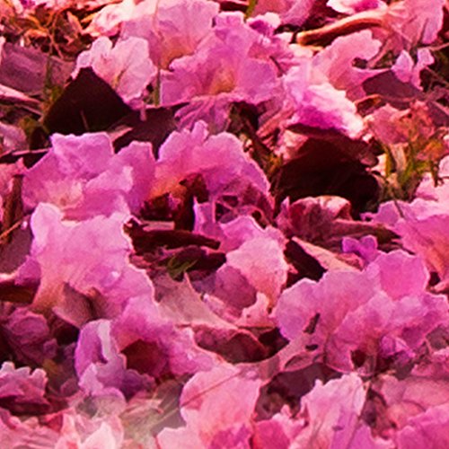 FOTOTAPETE Allee rosa – KOMPLETT SET MIT KLEISTER – XXL 400×280 CM PREMIUM VLIES TAPETE – PROFI QUALITÄT (Keine Papiertapete, keine Blasenbildung) – Top moderne Wanddeko – Fototapete 3D Illusion – Riesen Wandbild – Top Design Tapete – Neue exklusvie Edition mit noch besser Druckauflösung – Deutsches Premium Vlies (Kein Import Vlies oder PVC), Schlafzimmer, Wohnzimmer, Kinderzimmer geeignet. FOA0010a84XL - 5