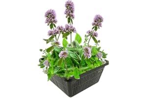 vdvelde.com - Wasserminze Rosa 4er Set - Winterharte Sumpfpflanzen - Mentha Aquatica - Inklusive Teichkorb, Teichpflanzen-Lehm, Wasserpflanzen-Dünger und Abdeck-Kies - Van der Velde Wasserpflanzen