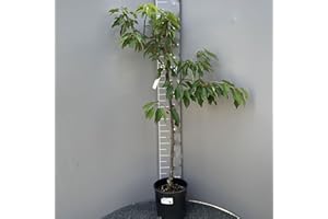 SAVINI VIVAI L'ARTE DI FARE NATURA SAVINI VIVAI Pianta di Ciliegio Durone di Vignola Piante da Frutto in Vaso 22-24 cm 2-3 Anni Altezza 130-150 cm Made in Italy