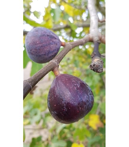 100 Pièces Graines De Concombre De Fruits En Pot Graines De Légumes