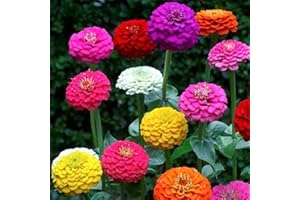 WELLDALES 50 Pom Pom Giant Lilliput Seeds Grow Bright Mixed Coloured Garden & Vase Flowers