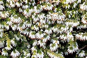 MEREDITH NURSERIES 3 Erica carnea ‘Springwood White’ Garden Heathers