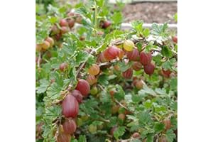 JNHCD Groseiller à maquereau 'Captivator' - Ribes uva crispa 'Captivator' - Arbuste, C