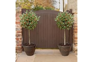 YouGarden Pair of Holly Tree Standards and Decorative Pinecone Planters, 80-100cm Tall, with 34cm Gold Effect Planters, Supplied as Garden Ready Potted Plants, Ready to Plant