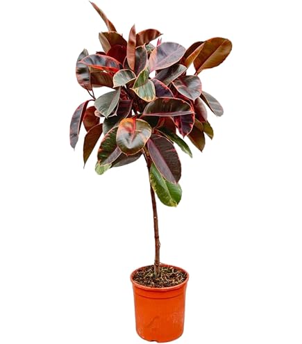 halo plant Full Spectrum Halo Grow Light with Smart Controller