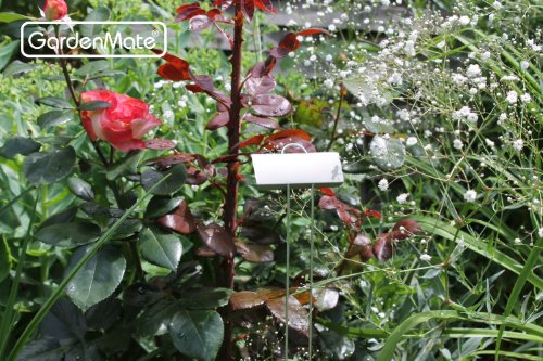 GardenMate® 25er Set Pflanzschilder Poster XL 55 cm aus Metall - 3