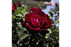 THOMPSON & MORGAN Hybrid Tea Rose Garden Plants Hardy Shrub Garden Plants Easy to Grow Your Own 1 Bare Root by Thompson and Morgan.