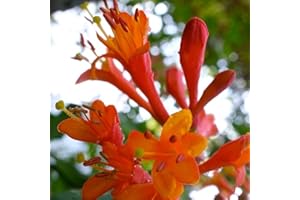 Lonicera Dropmore Scarlet Fast Growing Honeysuckle Climbing Plant 3-4ft Tall in a 3 Litre Pot by DirectPlants™