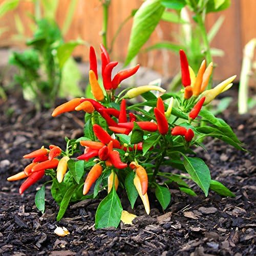 Sweet Pickle Pepper Seeds – Capsicum annuum -