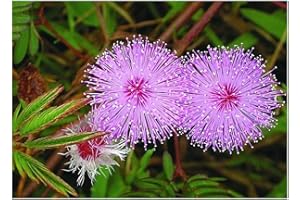 EXOTIC PLANTS Mimosa pudica - Sensitive pudique - 25 graines