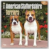 American Staffordshire Terriers 2016 - Amstaff - 18-Monatskalender mit freier DogDays-App: Original BrownTrout-Kalender [Mehrsprachig] [Kalender] (Wall-Kalender) by 