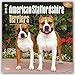 American Staffordshire Terriers 2016 - Amstaff - 18-Monatskalender mit freier DogDays-App: Original BrownTrout-Kalender [Mehrsprachig] [Kalender] (Wall-Kalender) by 