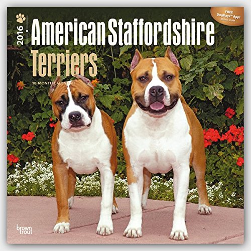 American Staffordshire Terriers 2016 - Amstaff - 18-Monatskalender mit freier DogDays-App: Original BrownTrout-Kalender [Mehrsprachig] [Kalender] (Wall-Kalender)