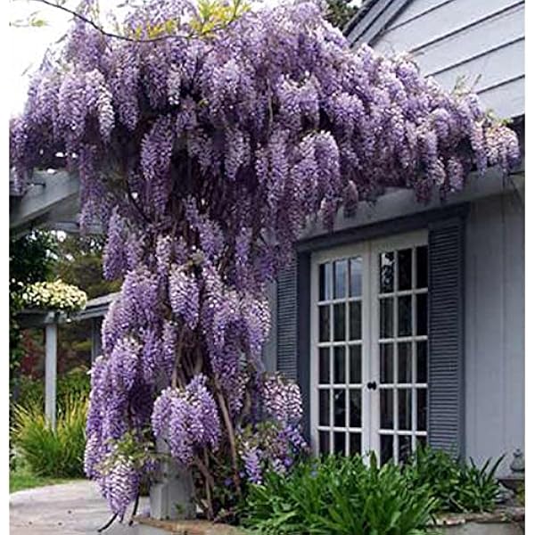 Blue Wisteria Plant In A 9cm Pot Ready To Plant Wisteria Plant Climbing Wisteria Amethyst Falls Vines Outdoor Plants Umoonproductions Com