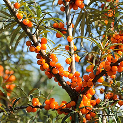 Sanddorn Busch, je 1 Pflanze männlich+1 Pflanze weiblich - 3