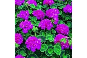 SVI Semi geranio, lavanda zonale Multibloom Geranio 50 semi, fiori grandi Copyrighted Idahoseeds