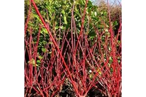 Tree Seeds Online - Cornus Alba- Dogwood. 25 Seeds - 1 Packs
