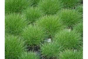 MUELLER MUENCHEHOF PFLANZEN GMBH Bodendecker, 5x Bärenfellgras grün