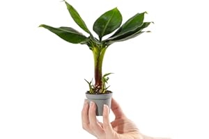 GardenersDream Baby Banana Plant in 6 cm Pot - Musa Acuminata Small Ornamental Indoor House Plant - Live Decorative Indoor Plants for Desks, Shelves, and Small Spaces