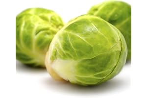 ACQUA TOWER GROWING SYSTEMS Brussels Sprouts Plants, 'Brigitte', 12 x Full Plant Pack, Winter Vegetable Plants, Winter Brussels Sprouts, Garden Veg, Garden Ready and Ready to Plant, Premium Quality Vegetables