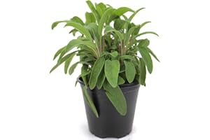 PGONA Salvia italiana en maceta de 15cm, Salvia officinalis, planta de hierbas frescas