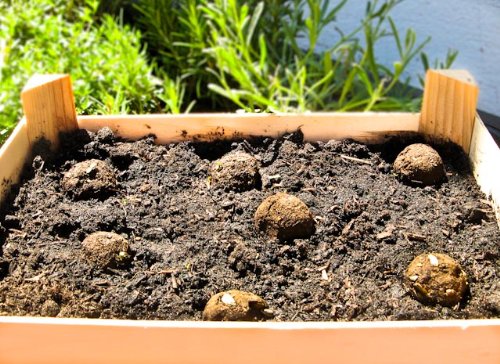 Seedbombs „Sonnenblume“, 10 walnussgroße, handgemachte Samenbomben - 3