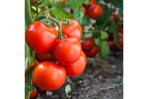 PRADEMIR Tomate ''Heinz'' 25 x Semillas de Portugal, 100% Cultivo Natural, Ideal para Ensaladas y Aperitivos