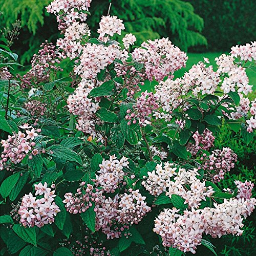 Preiswertes Blütensträucher-Sortiment, bestehend aus: Deutzia magnifica rosa, Kerria gelb, Philadelphus Schneesturm, Weigelia Bristol Ruby rot, Syringa vulgaris, Buddleia Royal Blue, Forsythia gelb, Deutzia scabra plena weiß - 3