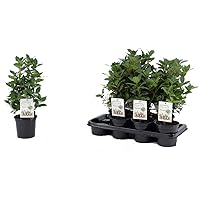 echter Gewürzlorbeer - Laurus nobilis 40 cm Busch