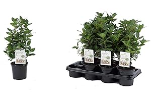 BLUMEN-SENF Echter Gewürzlorbeer Busch 40 cm - Laurus nobilis | Aromatisch, Pflegeleicht & Winterhart | Ideale Kräuterpflanze für Garten & Küche