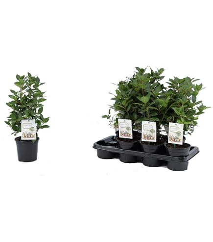 zimmerpflanze orange bltter Philodendron 'Prince of Orange'  Foliage Factory