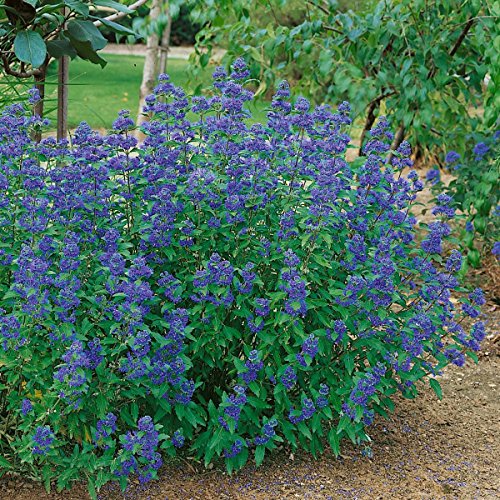 Amazon.de Pflanzenservice Hecken und Sträucher blaue Bartblume Caryopteris clandonensis "Heavenly blue", 17 cm Topf, 1 Pflanze, blau