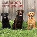 Labrador Retrievers 2019 - 18-Monatskalender mit freier DogDays-App (Wall-Kalender) by 